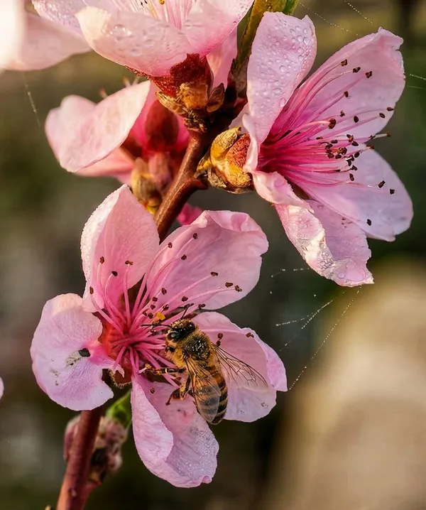 Frühling blüht: Ein Bienenbesuch im Tautropfenmeer