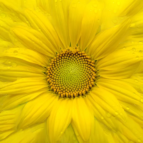 Sonnenblume
