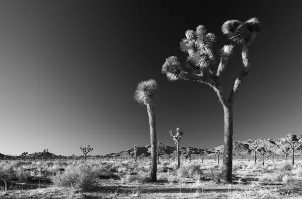 Joshua Tree National Park | B&W