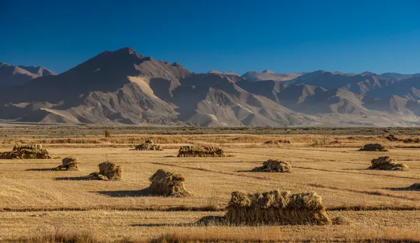Heuballen auf dem Feld | Tibet