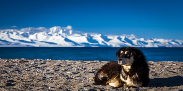 Hund am See | Tibet