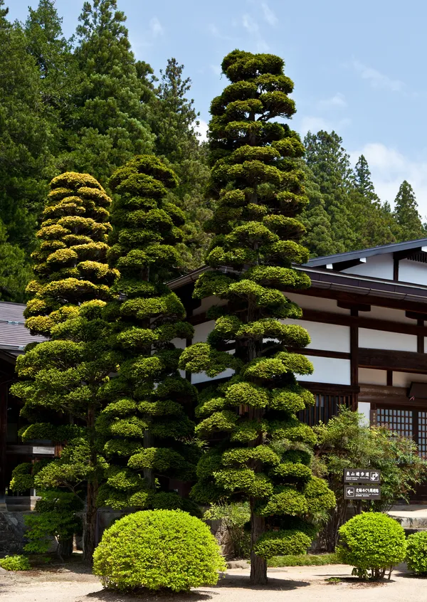 Formschnitt-Bäume am Haus