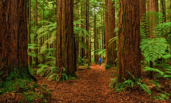 Redwood Forest