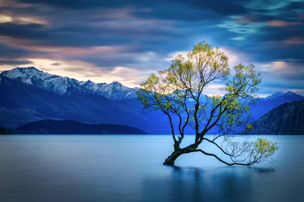 Wanaka Tree