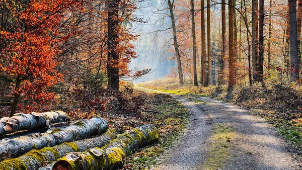 Morgenspaziergang im Pflaumheimer Wald