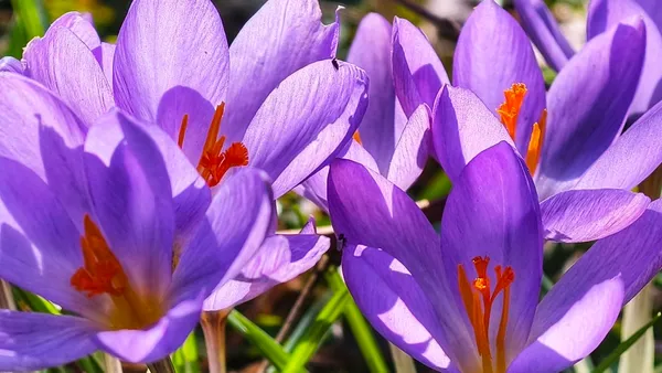 Frühling in Pflaumheim