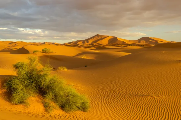 Goldene Sanddünen in der marokkanischen Wüste