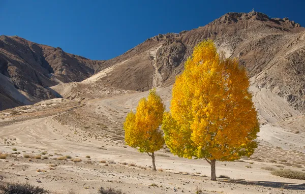 Goldene Bäume | Tibet