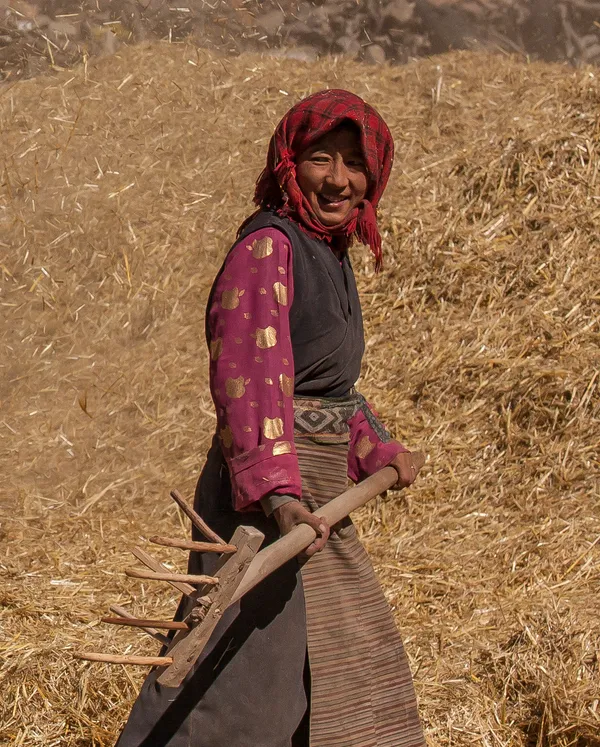 Tibeterin bei der Ernte