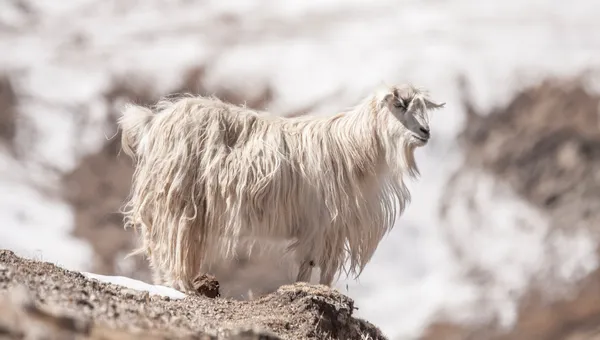 Tibetische Ziege | Tibet